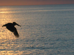 Pelican-Gulf-of-Calif-250x188